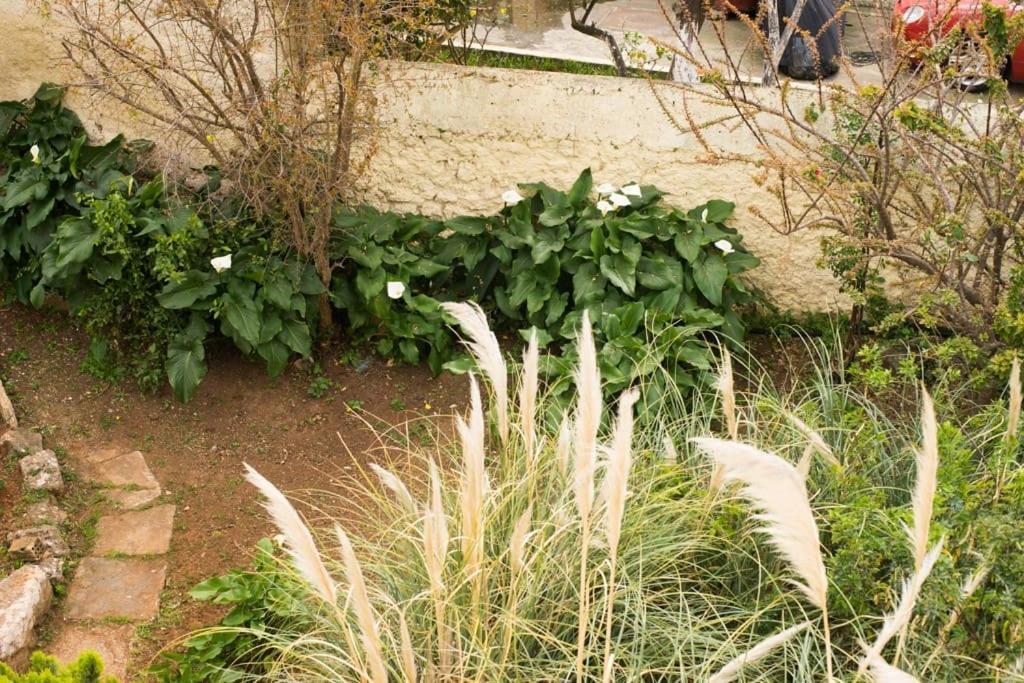 하니아 Tatiana'S Garden House 빌라 외부 사진